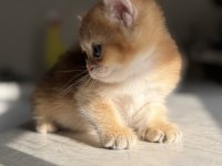 Ny11 Golden Harika Kalite Golden British Shorthair