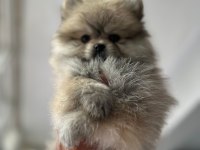 Dişi pomeranian
