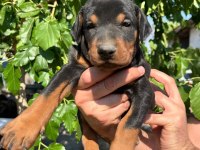 Doberman yavrularımız