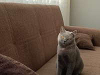 12 aylık British shorthair
