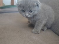 44 günlük scottish fold yavrular
