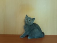 British shorthair lilac ve gri
