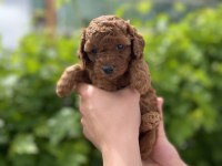 Kore Kan Poodle yavrular