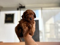 Anne toy baba kore en koyu red brown poodle bebişler