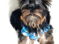 Evimizin akıllı şekeri yorkshire terrier
