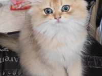 NY11 Golden British Longhair Yavru