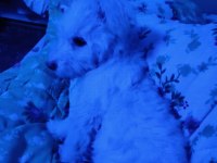 Minik terrier kızımıza yuva arıyoruz