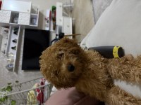 Sevimli dişi toy poodle