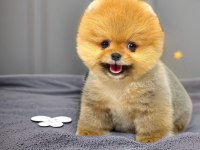 Orange dark ayı surat pomeranian boo 2 aylık erkek yavru
