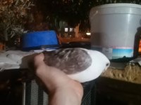 Mısırlı Bango Erkek Güvercin