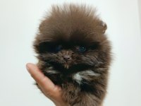Pomeranian 2 aylık