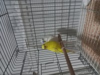 Albino df erkek lutino dişi çift muhabbet kuşu