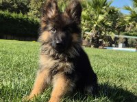 Almanların Efsaneleşen Köpeği Alman Kurdu Yavruları