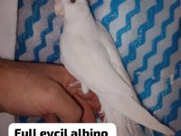 Albino ister tek ister takım sultan papağanı