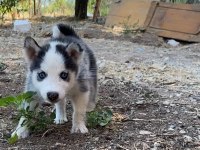 Irk Garantili Husky Yavrularımız