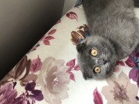 Aşıları tam 6 aylık erkek Scottish fold malzemeleri ile