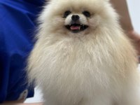 Orjinal şecereli pomeranian boo
