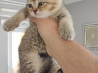 British shorthair yavrular