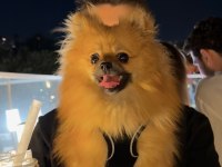 Pomeranian dişi 9 aylık