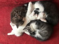 Annesi Ankara kedisi babası tekir 4 tane minnoş kedimiz