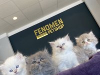 MEŞHUR KEDİCİDEN RENK RENK BRITISH YAVRULAR ANKARA