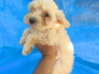 MALTİPOO YAVRULAR
