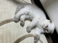 british shorthair ve scottish fold blue point 2 aylık