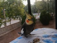 Yetişkin sultan papağanı paşam