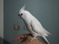 Konuşan Albino Sultan Papağanı