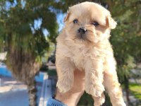 Maltipoo bebekler
