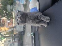 Scottish fold koca kafalımız