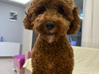 1.5 Aylık orj toy poodle yavruları
