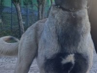 Karakırçıl dişi köpeğimiz