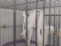 Erkek Albino Dişi Heavy