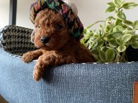 Kilo ve boy garantili poodle