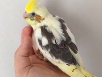 Acil yeme düşmüş sultan papağanı