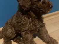 Kendi köpeğimin yavruları