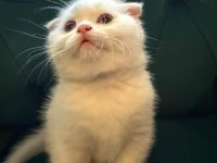Safkan british ve scottish fold kediler
