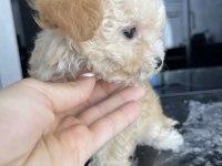 Malipoo 2,5 aylık