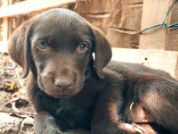 Labrador orijinal ırk