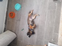 PEKİNEZ