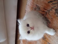 British longhair pamuk bebişe yuva arıyorum