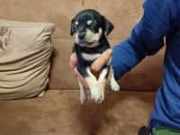 Chihuahua Erkek A Kalite