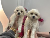 Türkiyede nadir bulunan bichon frise