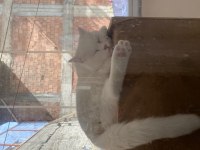 Oyun sever british shorthair