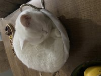 45 günlük maviş gözlü british shorthair