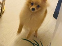 Pomeranian 6 aylık köpeğimiz