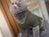 5 yasında erkek kedimiz
