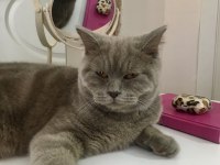 British kedi