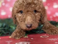 SAFKAN DEV (GIANT) POODLE YAVRULARI